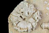 Fossil Crinoids (Uperocrinus & Physetocrinus) - Missouri #80803-1